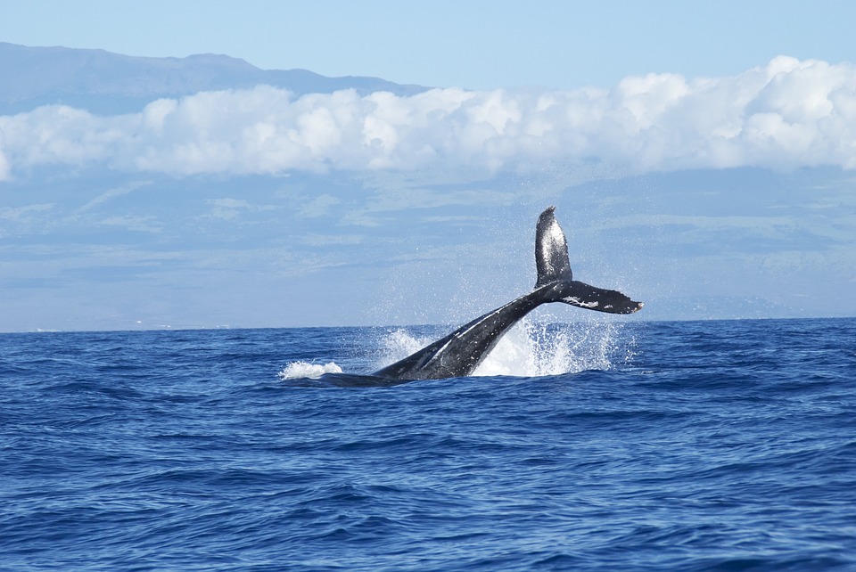 Whale Watching in Scandinavia